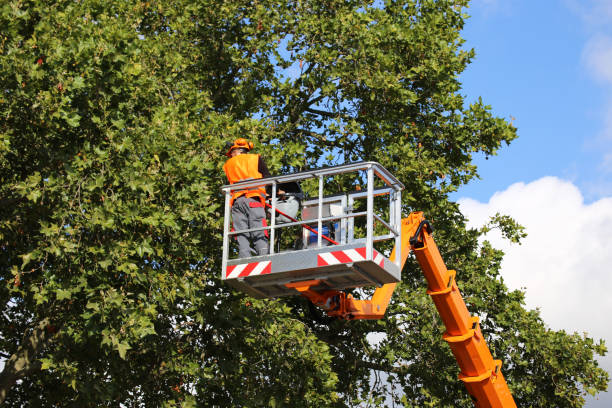 Best Storm Damage Tree Cleanup  in Manhattan, KS